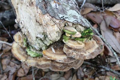 Close-up of mushrooms growing on tree trunk