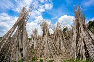 Low angle view of stalks in field against sky