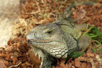 Close-up of lizard on land