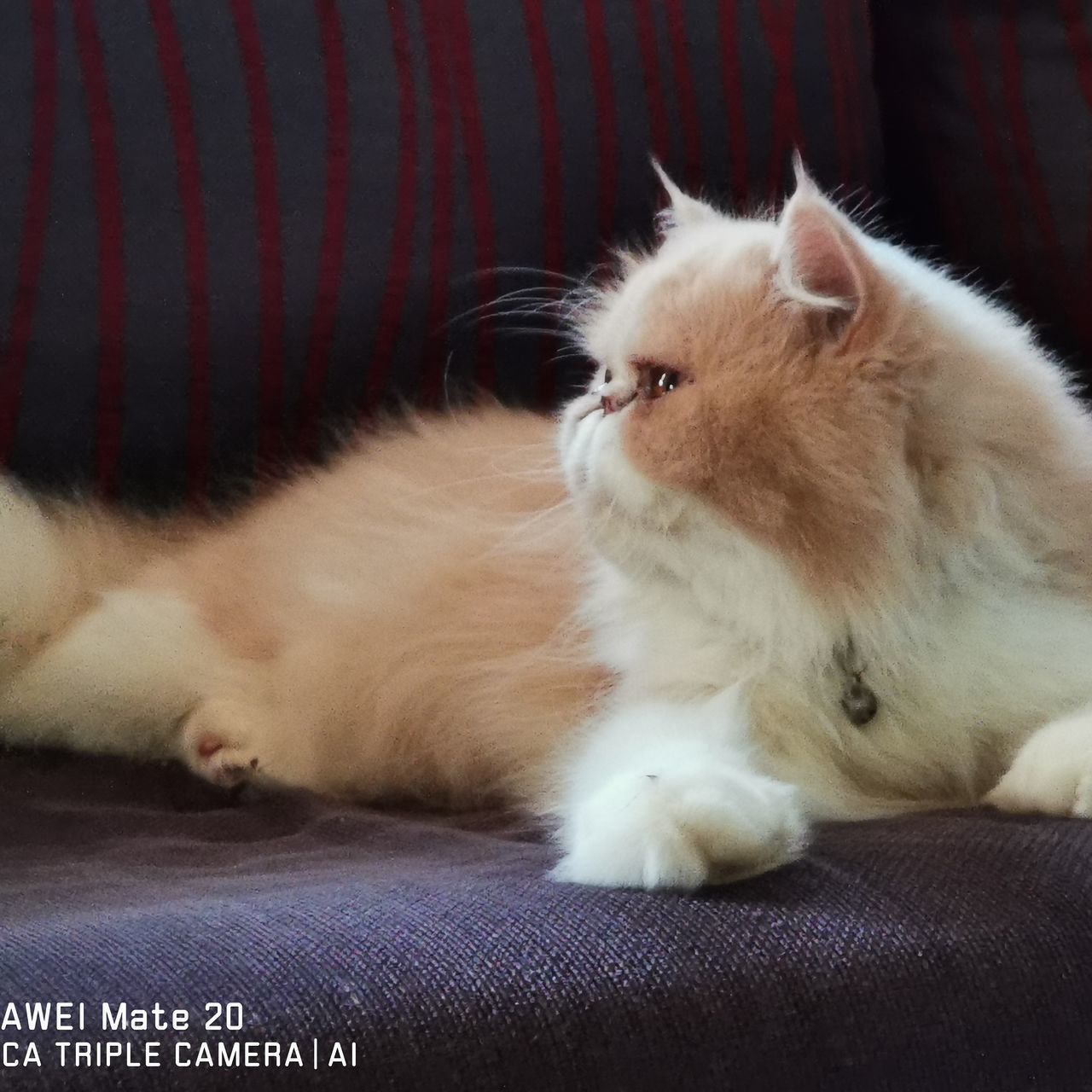 CLOSE-UP OF CAT RESTING ON SOFA