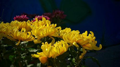 Close-up of wet yellow flower