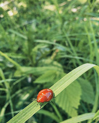 Close-up of ladybug on leaf