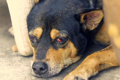 Close-up portrait of a dog resting