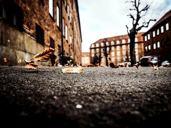 Surface level of road along buildings