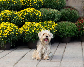 Portrait of dog by flowers