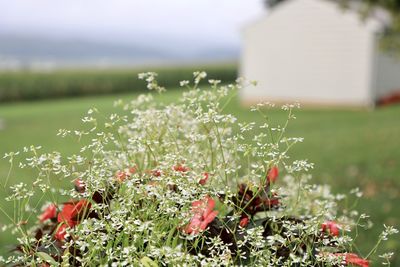 Close-up of flowering plants on field