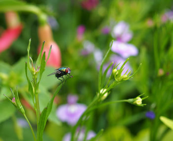 Close-up of insect on flower