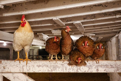 View of birds on farm