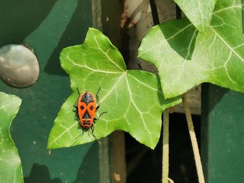 High angle view of insect on leaf