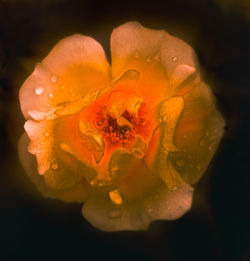 Close-up of water drops on yellow flower