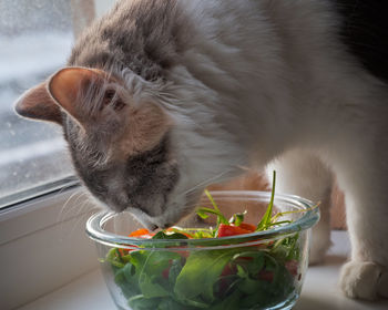Young fluffy cat tastes a salad with tomatoes and arugula with a glass salad bowl, large portrait