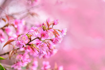 Close-up of pink cherry blossom