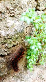 Close-up of insect on rock