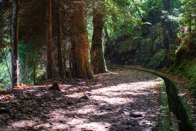 Road amidst trees in forest