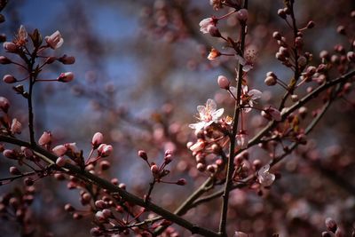 Close-up of cherry blossom tree