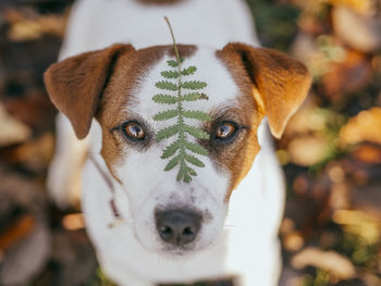 Close-up portrait of dog sticking out tongue outdoors