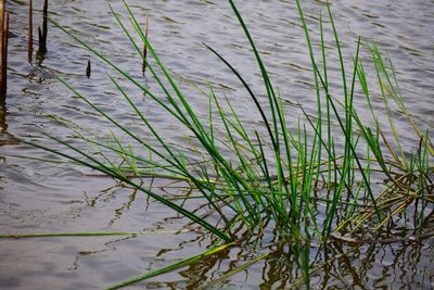 High angle view of grass floating on water