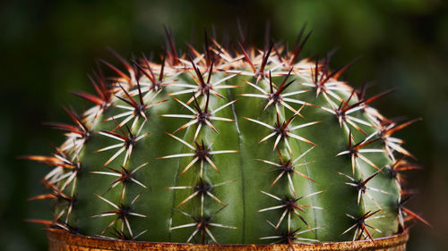 Close-up of cactus growing on potted plant