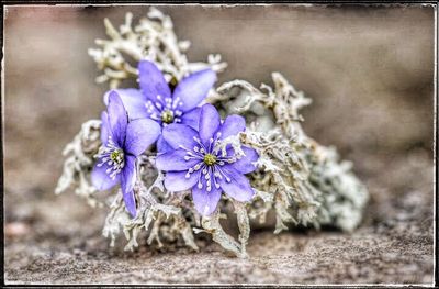 Close-up of purple flowers