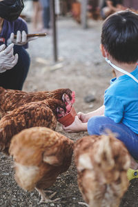Boy feeding chicken