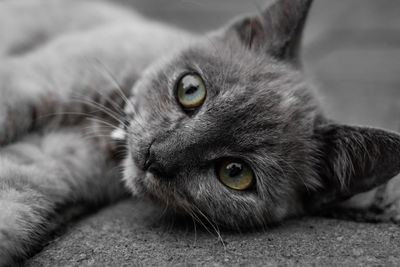 Portrait of a dark gray kitten lying on the roadside