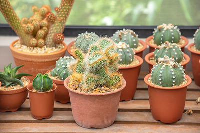 Close-up of potted plants