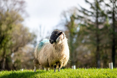 Sheep in a field