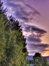 Low angle view of trees against sky at sunset