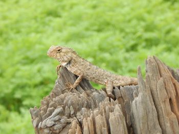 Close-up of a lizard on tree