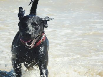 Portrait of black dog at beach