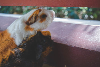 High angle view of animal  mouse 