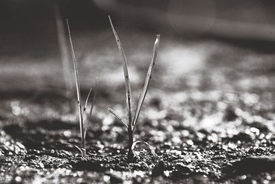 Close-up of grass on field