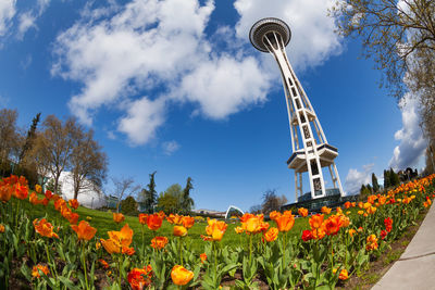 Low angle view of flowering plants against sky