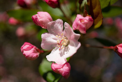 Close-up of pink cherry blossom