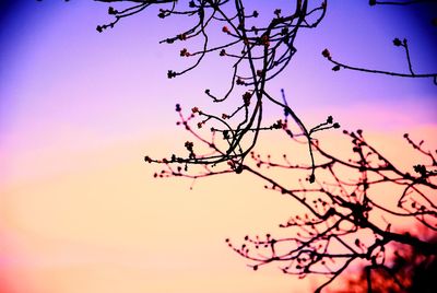 Low angle view of pink flowering tree against sky during sunset