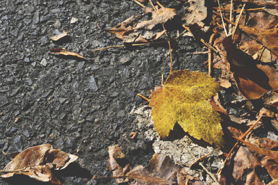 Close-up of maple leaf