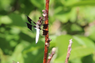 Close-up of dragonfly