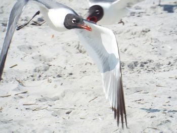 Close-up of a bird