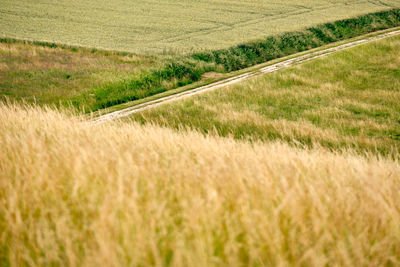 Scenic view of agricultural field