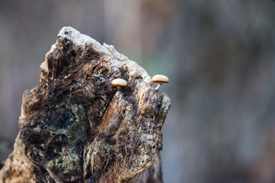 Close-up of mushroom on stump