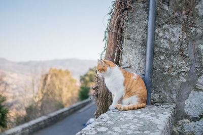 Cat sitting on retaining wall