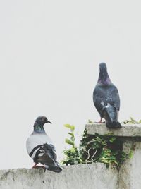 Pigeon perching on wall