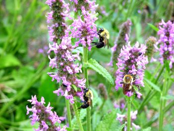 Honey bee pollinating on purple flowers