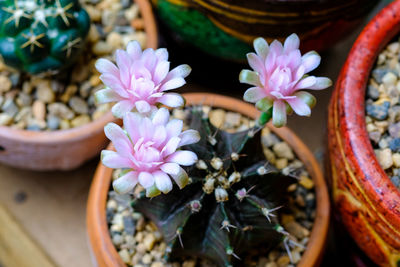 Close-up of pink flowering plant