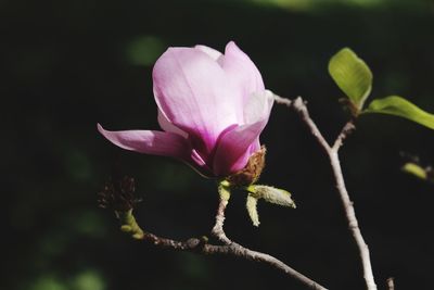 Close-up of pink flower blooming outdoors