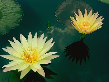 Close-up of lotus water lily