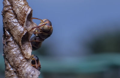 Close-up of snail on plant