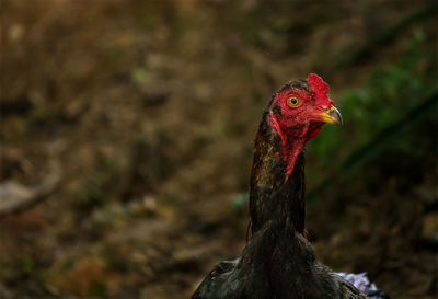 Close-up of a bird