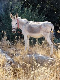 Horse standing on field