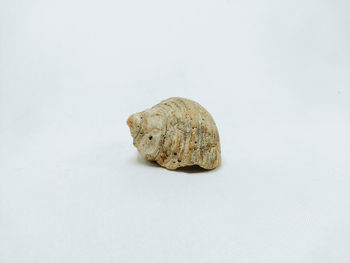 High angle view of a shell over white background